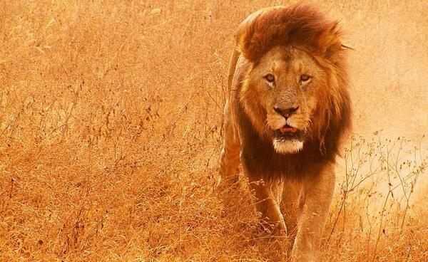 عکس پس زمینه شیر وحشی