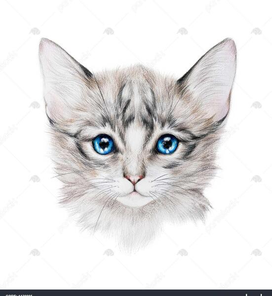 عکس گربه نقاشی