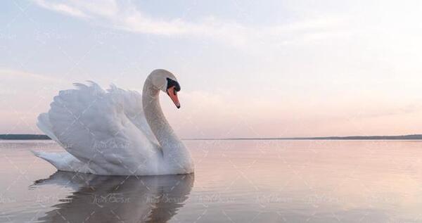 عکس قو و منظره