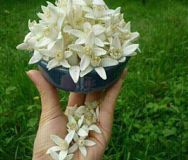 عکس بهار نارنج خشک شده
