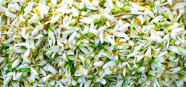 عکس بهار نارنج خشک شده