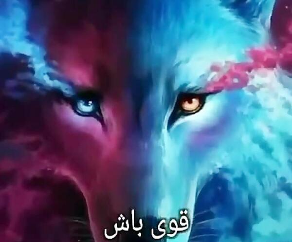 عکس گرگ صحرا