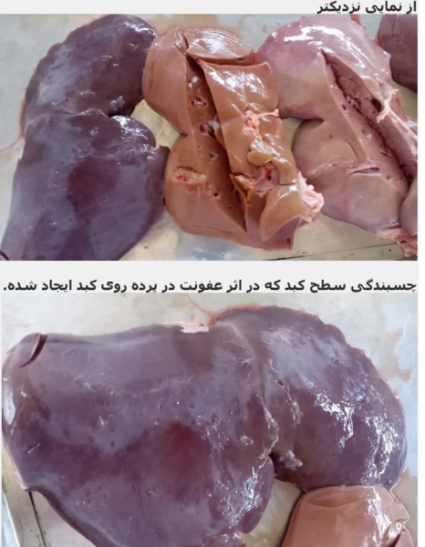 عکس قلوه شتر