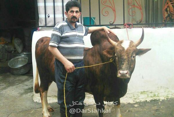 عکس گاو محلی گیلان