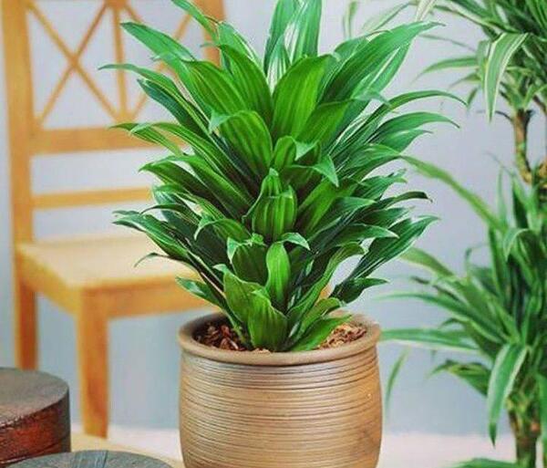 عکس گل های زیبای آپارتمانی