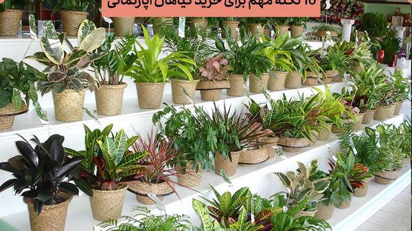 عکس گل های زیبای آپارتمانی