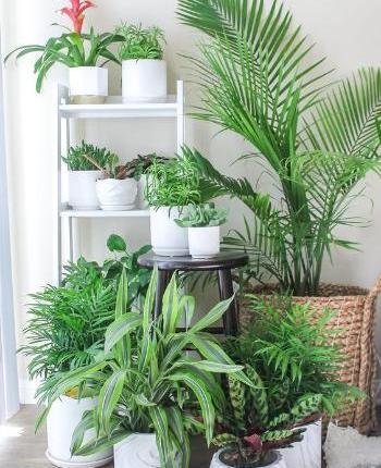 عکس گل های زیبای آپارتمانی