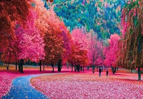 عکس طبیعت خاص برای پروفایل