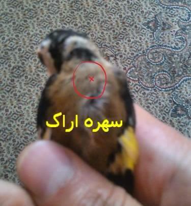 شپش عکس شپش قناری