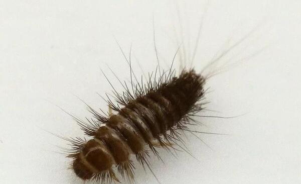 عکس سوسک فرش