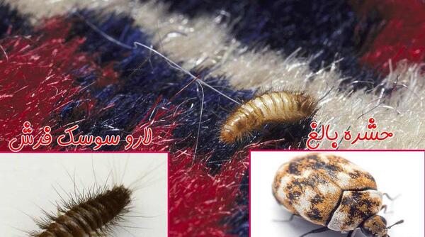 عکس سوسک فرش