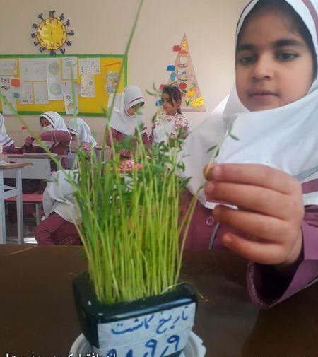 عکس کاشت لوبیا برای مدرسه