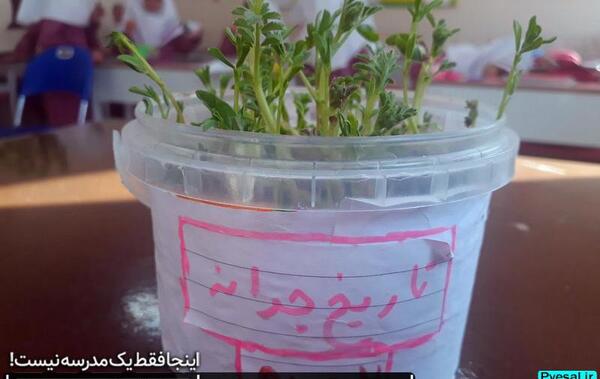 عکس کاشت لوبیا برای مدرسه