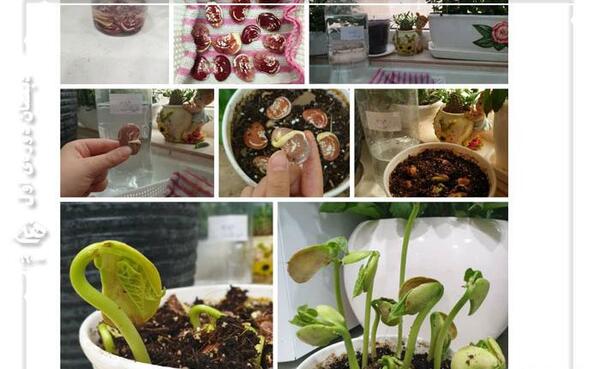 عکس کاشت لوبیا برای مدرسه