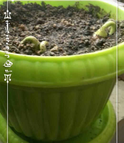 عکس کاشت لوبیا برای مدرسه