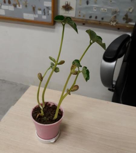 عکس کاشت لوبیا برای مدرسه