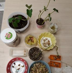 عکس کاشت لوبیا برای مدرسه