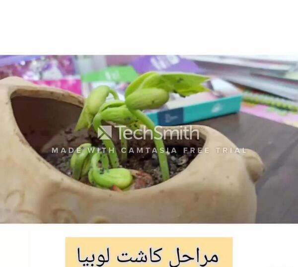 عکس کاشت لوبیا برای مدرسه