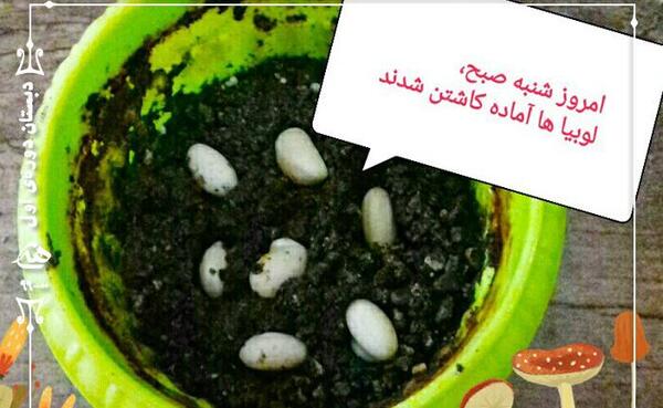 عکس کاشت لوبیا برای مدرسه