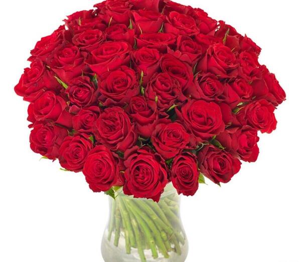 عکس گل فرانسه