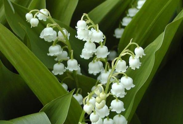 عکس گل فرانسه