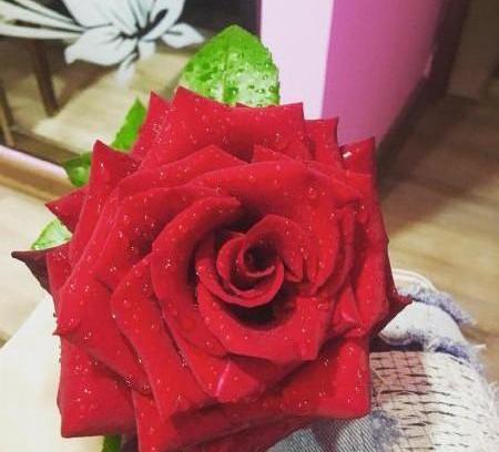 عکس گل رز در طبیعت