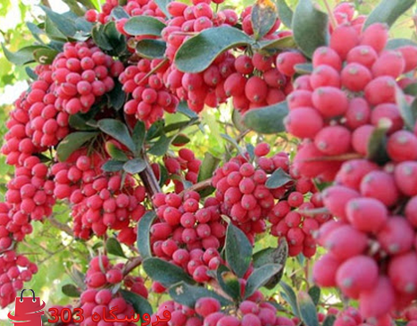 عکس نهال زرشک