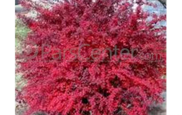 عکس نهال زرشک