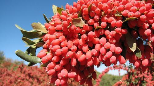 عکس نهال زرشک