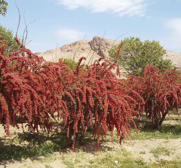 عکس نهال زرشک