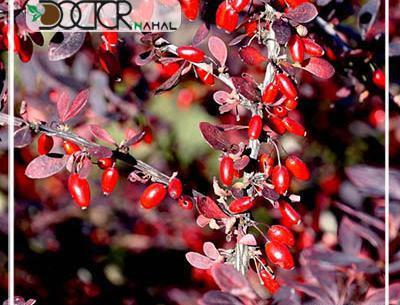 عکس نهال زرشک