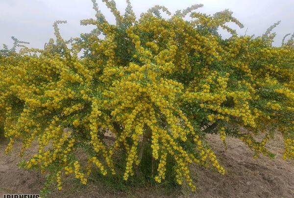 عکس نهال زرشک