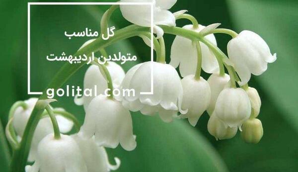 عکس گلهای زیبای اردیبهشتی