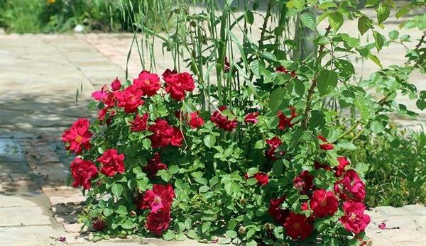 عکس گلهای زیبای اردیبهشتی