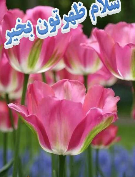 عکس زیبای ظهر بخیر