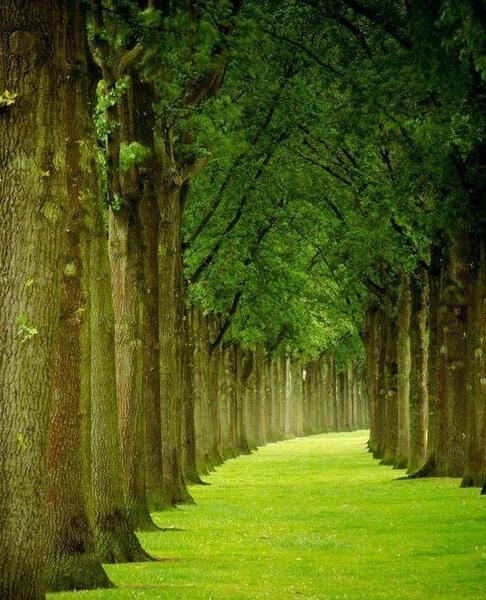 عکس زمینه طبیعت