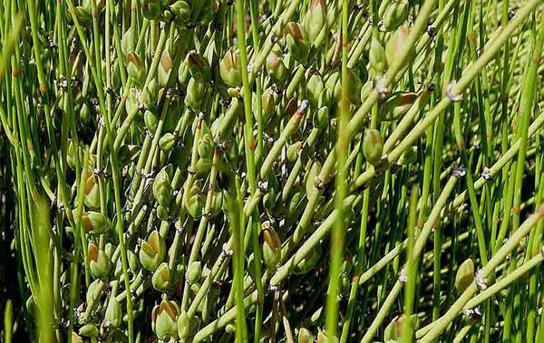 عکس گیاه ریش بزی