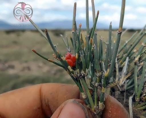 عکس گیاه ریش بزی