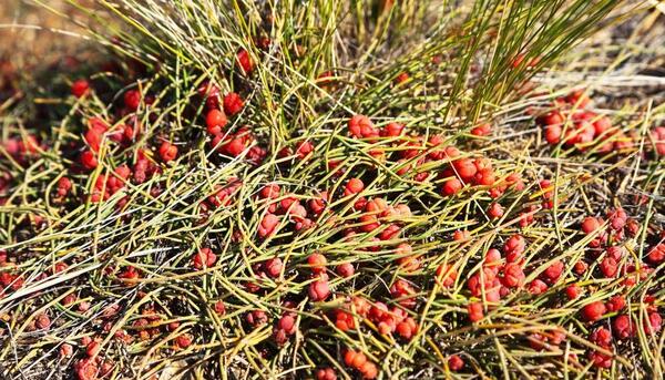 عکس گیاه ریش بزی
