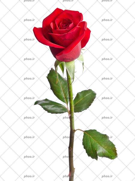 عکس گل سرخ حرفه ای