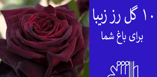 عکس گل سرخ حرفه ای