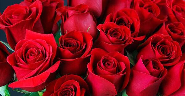 عکس گل سرخ حرفه ای