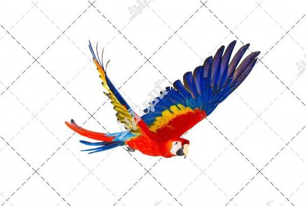 عکس نقاشی طوطی