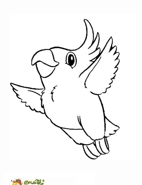 عکس نقاشی طوطی