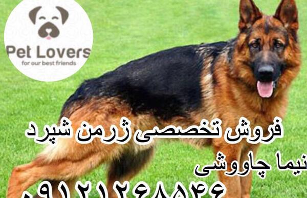 عکس سگ ژرمن شپرد سفید