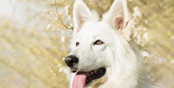 عکس سگ ژرمن شپرد سفید