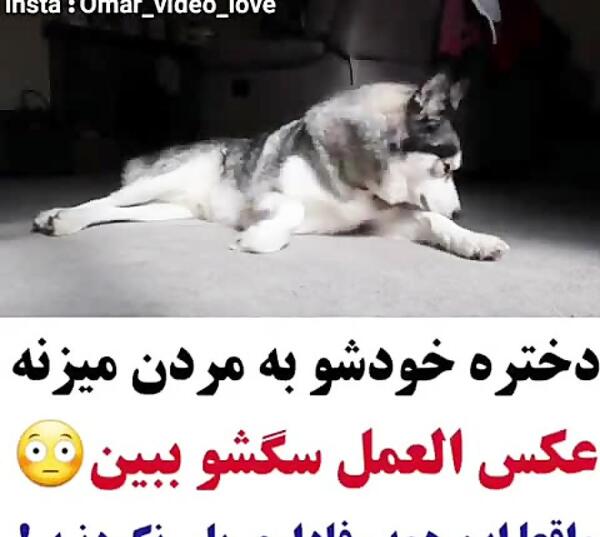 عکس سگ مرده