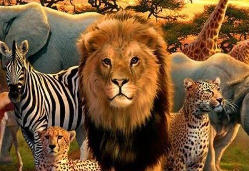 عکس حیوانات دسته جمعی