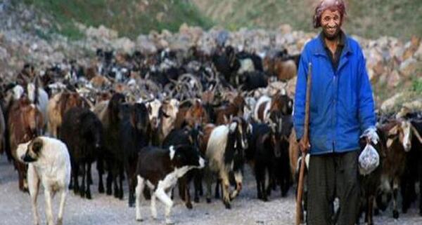 عکس واقعی چوپان دروغگو