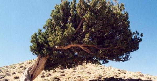 عکس درخت زرشک کوهی